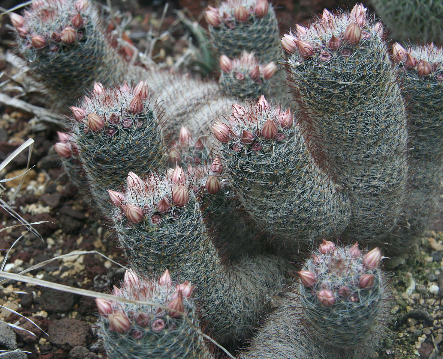 Mammillaria glochidiata
